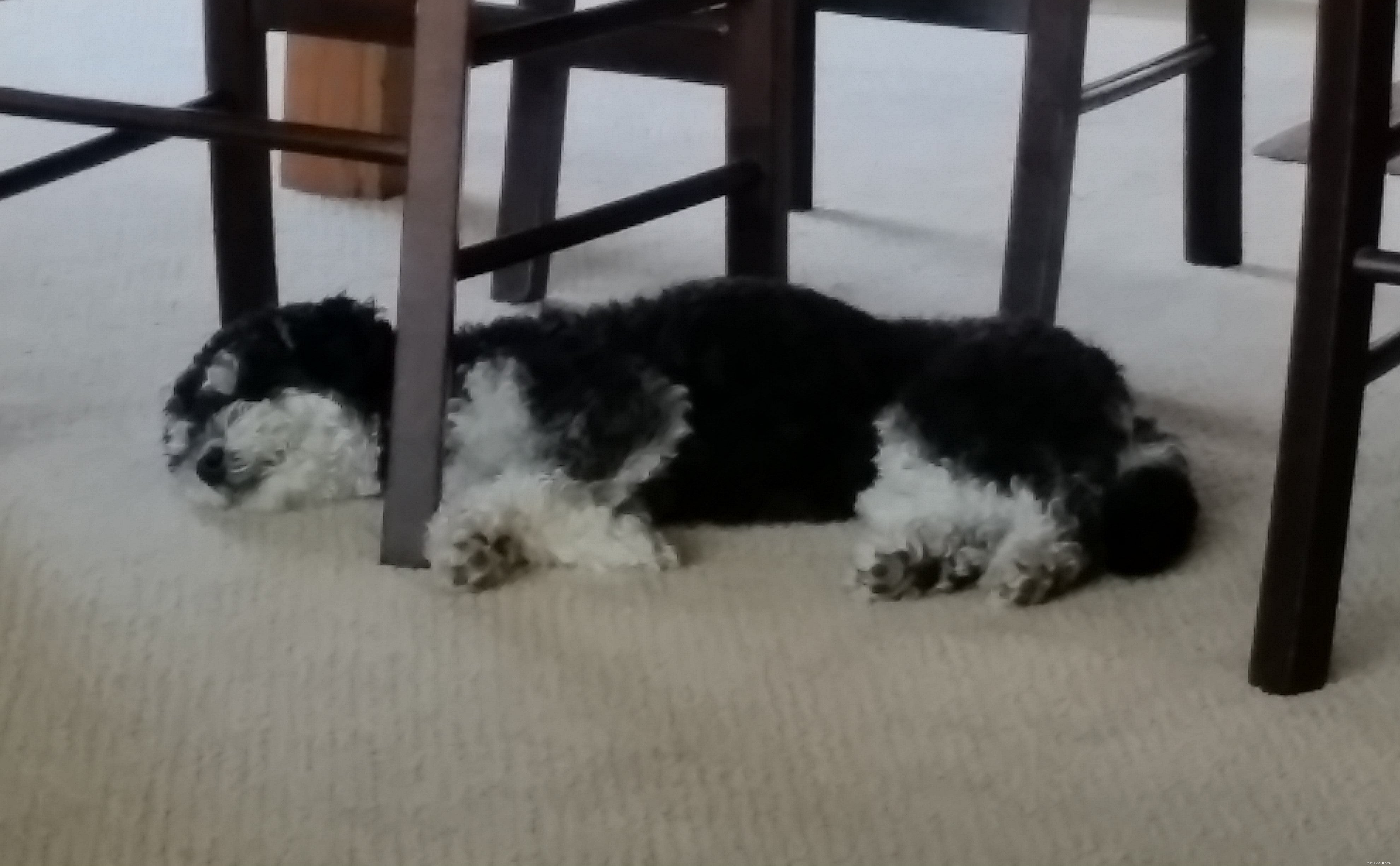 8 Unusual Dog Sleeping Positions Explained: What They Reveal About Your Pet