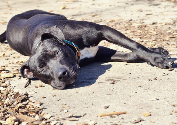 8 Unusual Dog Sleeping Positions Explained: What They Reveal About Your Pet