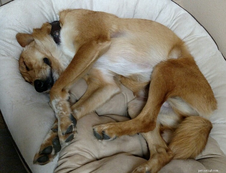 8 Unusual Dog Sleeping Positions Explained: What They Reveal About Your Pet