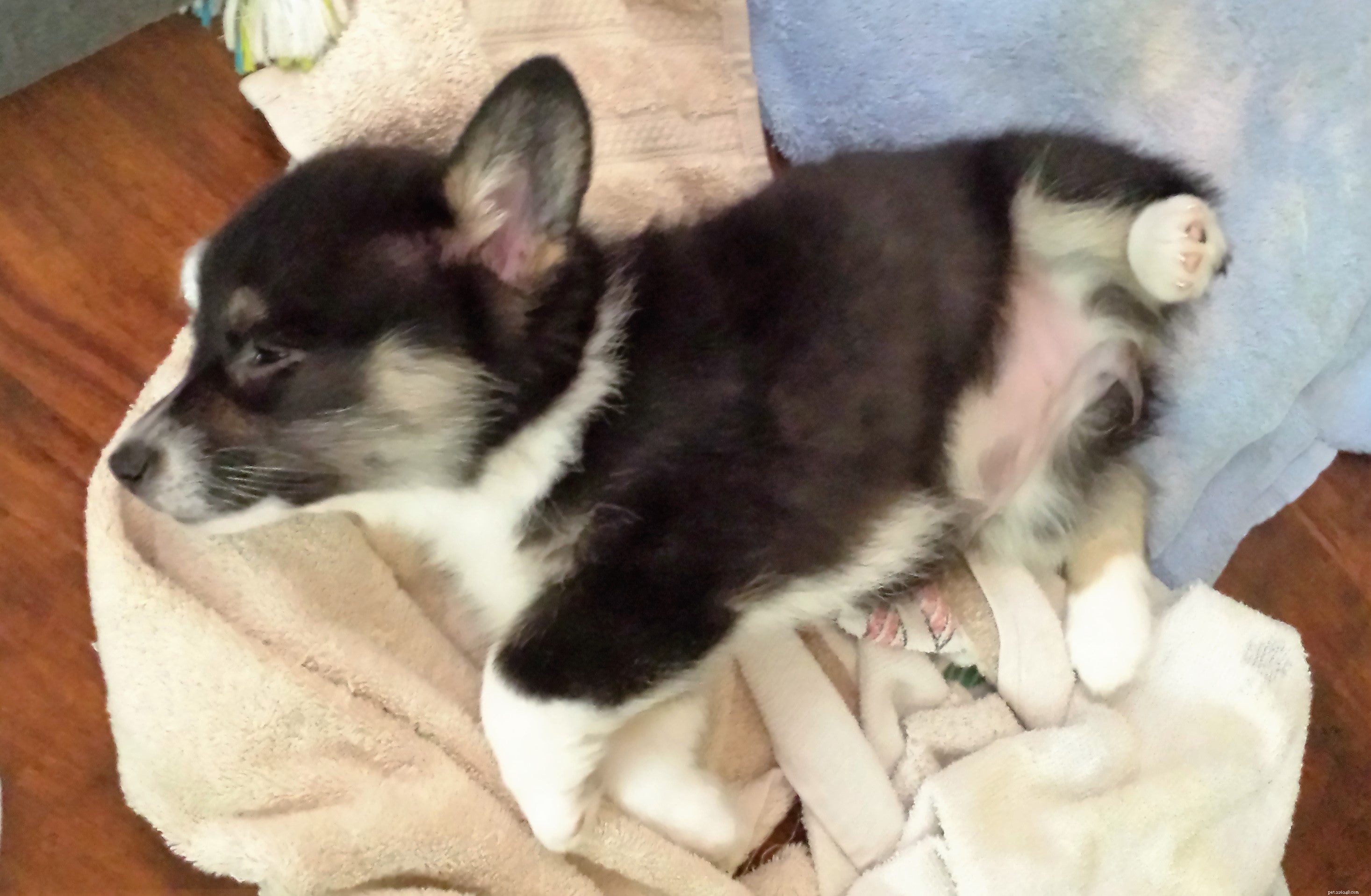 8 Unusual Dog Sleeping Positions Explained: What They Reveal About Your Pet