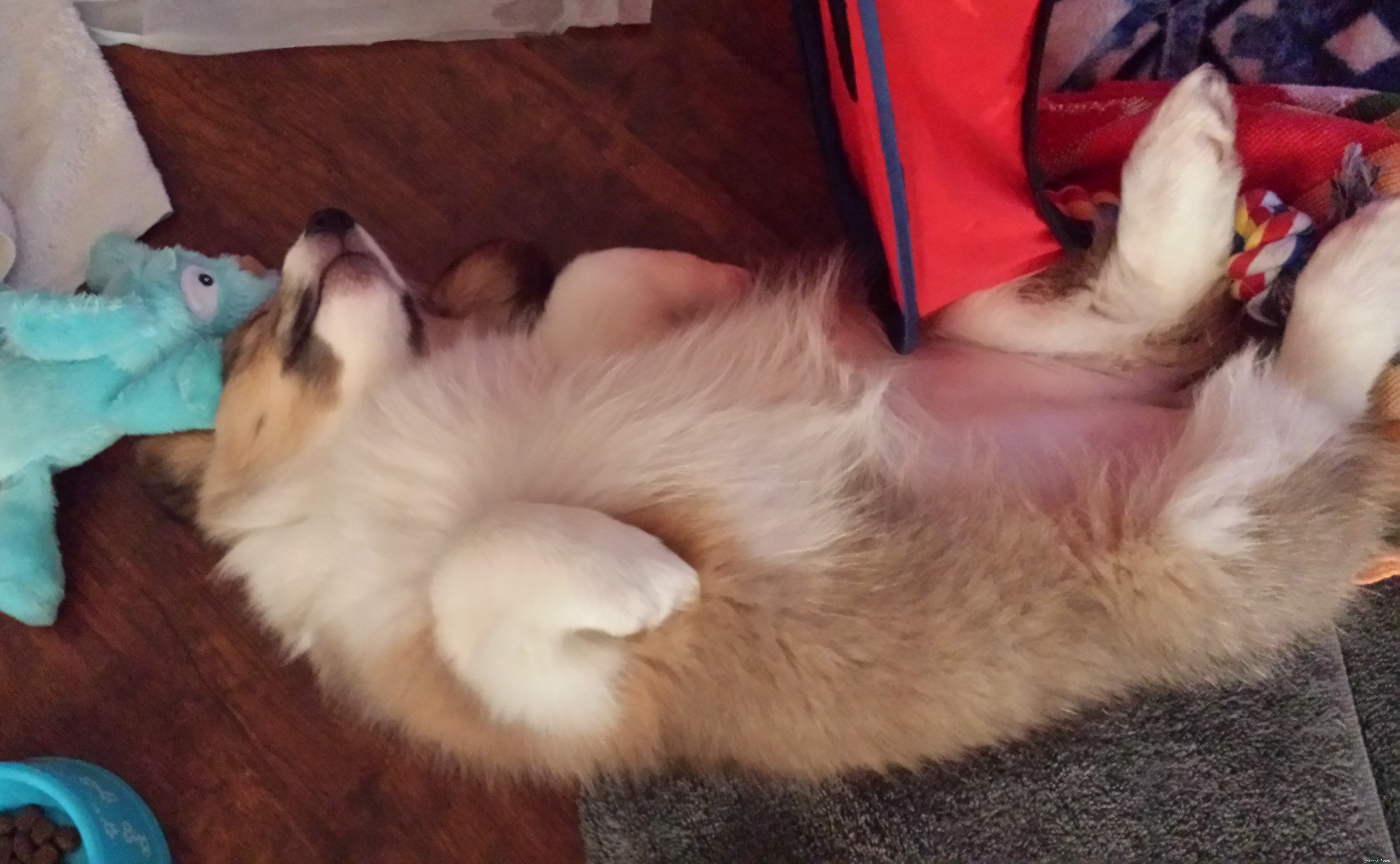 8 Unusual Dog Sleeping Positions Explained: What They Reveal About Your Pet
