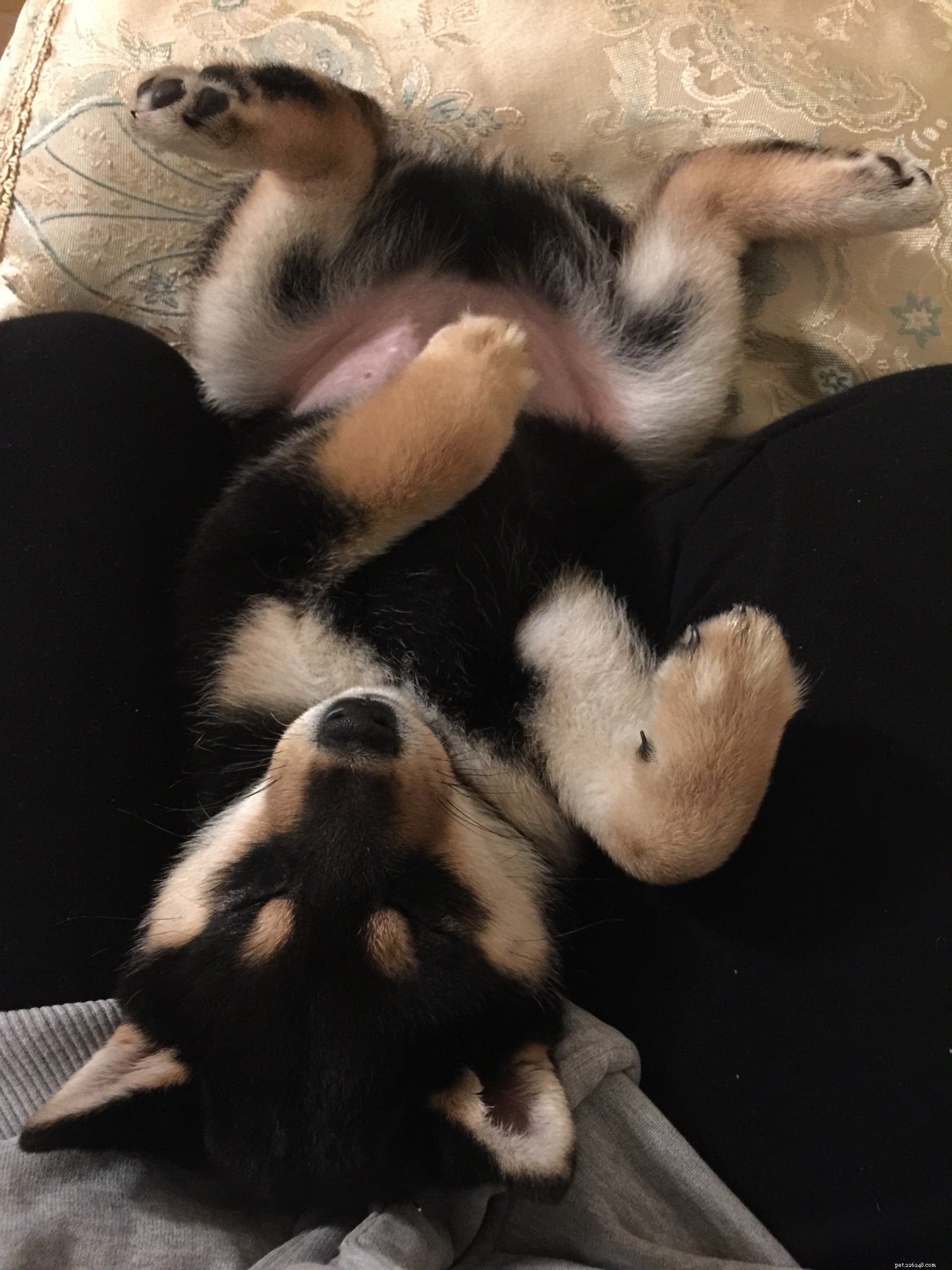 8 Unusual Dog Sleeping Positions Explained: What They Reveal About Your Pet