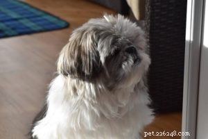 Why Your Low‑Energy Shih Tzu Is Surprisingly Smart: 4 Key Signs
