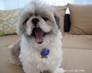 Why Your Low‑Energy Shih Tzu Is Surprisingly Smart: 4 Key Signs