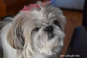 Why Your Low‑Energy Shih Tzu Is Surprisingly Smart: 4 Key Signs