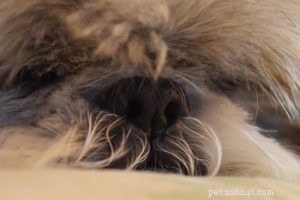 Why Your Low‑Energy Shih Tzu Is Surprisingly Smart: 4 Key Signs