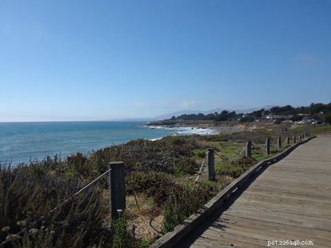 Top Dog-Friendly Spots on the Central Coast for Your Weekend Getaway