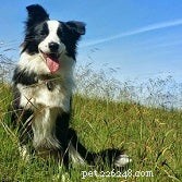 Top Dog-Friendly Spots on the Central Coast for Your Weekend Getaway