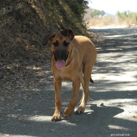 Top Dog-Friendly Spots on the Central Coast for Your Weekend Getaway