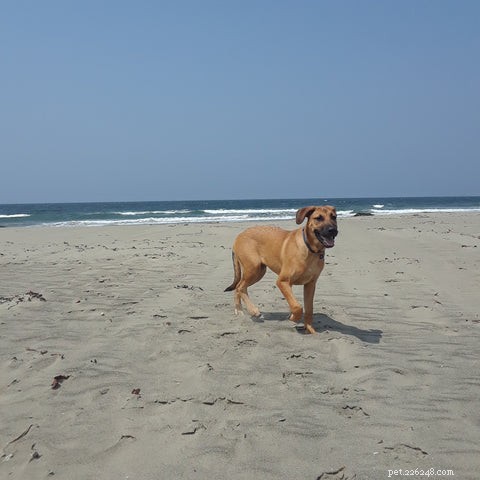 Top Dog-Friendly Spots on the Central Coast for Your Weekend Getaway