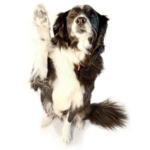 Top Dog-Friendly Spots on the Central Coast for Your Weekend Getaway