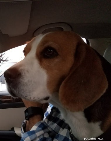 Find Your Perfect Dog Breed Using Your MBTI Personality