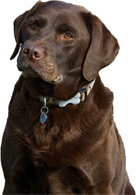 Find Your Perfect Dog Breed Using Your MBTI Personality