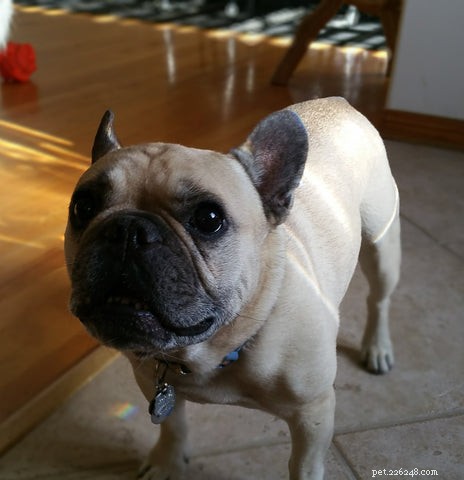 Find Your Perfect Dog Breed Using Your MBTI Personality