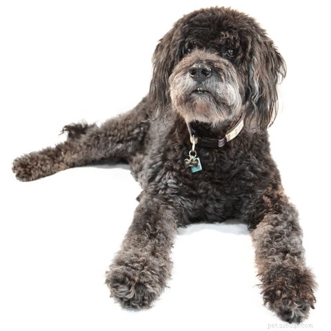 Find Your Perfect Dog Breed Using Your MBTI Personality