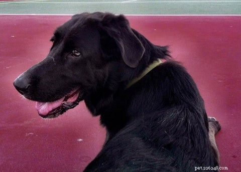 Find Your Perfect Dog Breed Using Your MBTI Personality