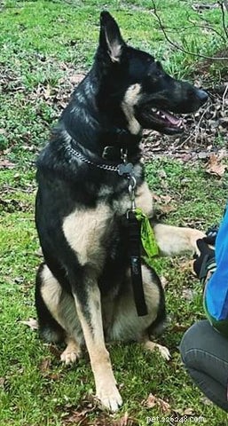 Find Your Perfect Dog Breed Using Your MBTI Personality