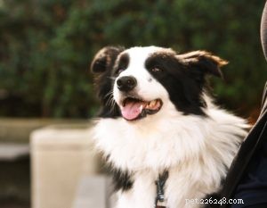 Find Your Perfect Dog Breed Using Your MBTI Personality