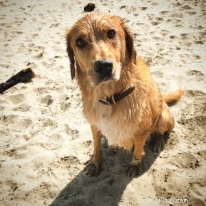 Find Your Perfect Dog Breed Using Your MBTI Personality