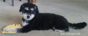 Adopt vs. Buy: 5 Reasons Choosing a Shelter Dog Wins