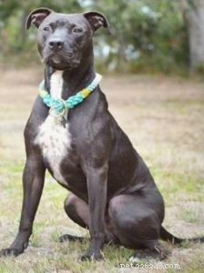 Adopt vs. Buy: 5 Reasons Choosing a Shelter Dog Wins