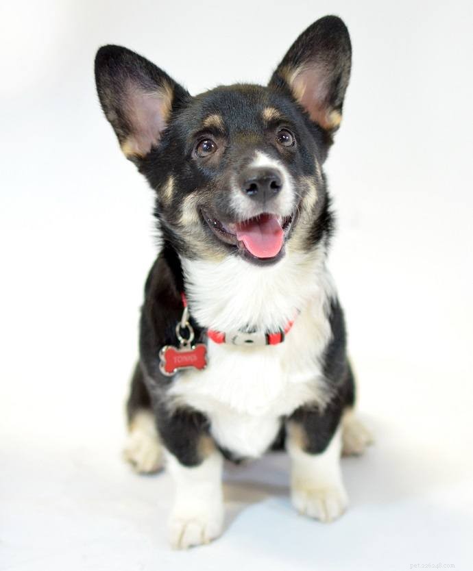 Introducing Our New Office Puppies: Effie, Tonks, Louie & Max – Boosting PetDoors.com Culture