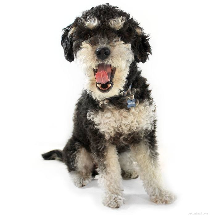 Introducing Our New Office Puppies: Effie, Tonks, Louie & Max – Boosting PetDoors.com Culture
