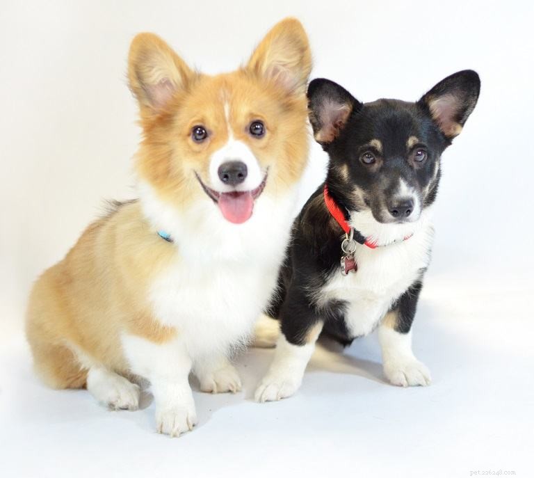 Introducing Our New Office Puppies: Effie, Tonks, Louie & Max – Boosting PetDoors.com Culture