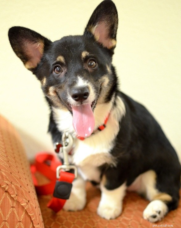 Introducing Our New Office Puppies: Effie, Tonks, Louie & Max – Boosting PetDoors.com Culture
