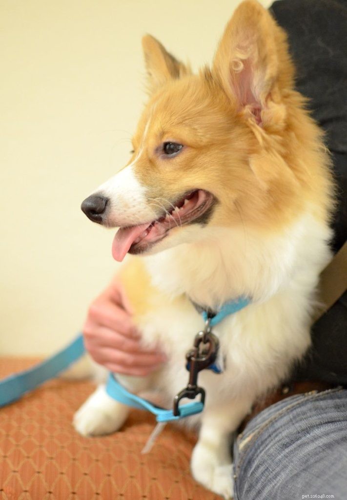 Introducing Our New Office Puppies: Effie, Tonks, Louie & Max – Boosting PetDoors.com Culture