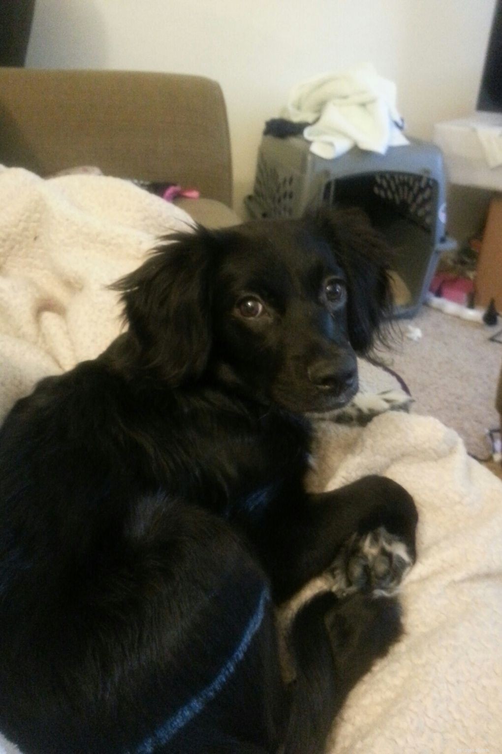 Introducing Our New Office Puppies: Effie, Tonks, Louie & Max – Boosting PetDoors.com Culture