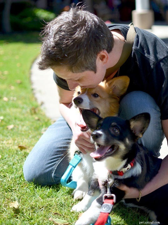 Introducing Our New Office Puppies: Effie, Tonks, Louie & Max – Boosting PetDoors.com Culture