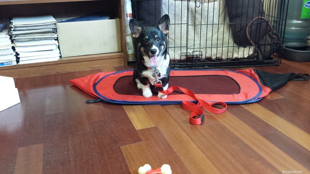 Introducing Our New Office Puppies: Effie, Tonks, Louie & Max – Boosting PetDoors.com Culture
