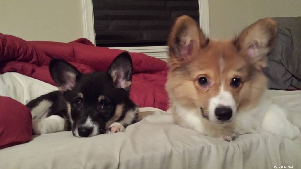 Introducing Our New Office Puppies: Effie, Tonks, Louie & Max – Boosting PetDoors.com Culture