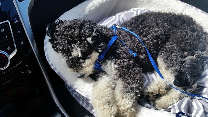 Introducing Our New Office Puppies: Effie, Tonks, Louie & Max – Boosting PetDoors.com Culture
