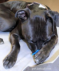 Teach Your Dog to Cover Their Nose: 2 Simple Steps for Adorable Results