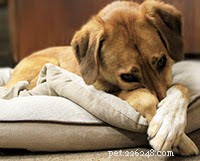 Teach Your Dog to Cover Their Nose: 2 Simple Steps for Adorable Results
