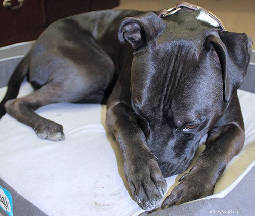 Teach Your Dog to Cover Their Nose: 2 Simple Steps for Adorable Results