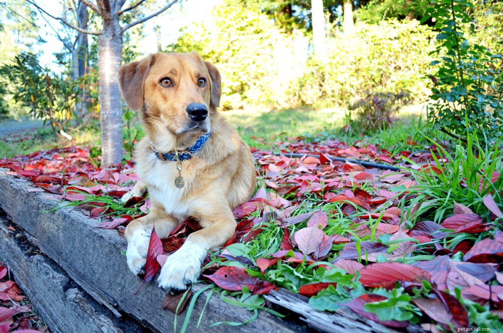 Safely Keep Your Dog in the Yard: Expert Tips on Fencing and Boundaries