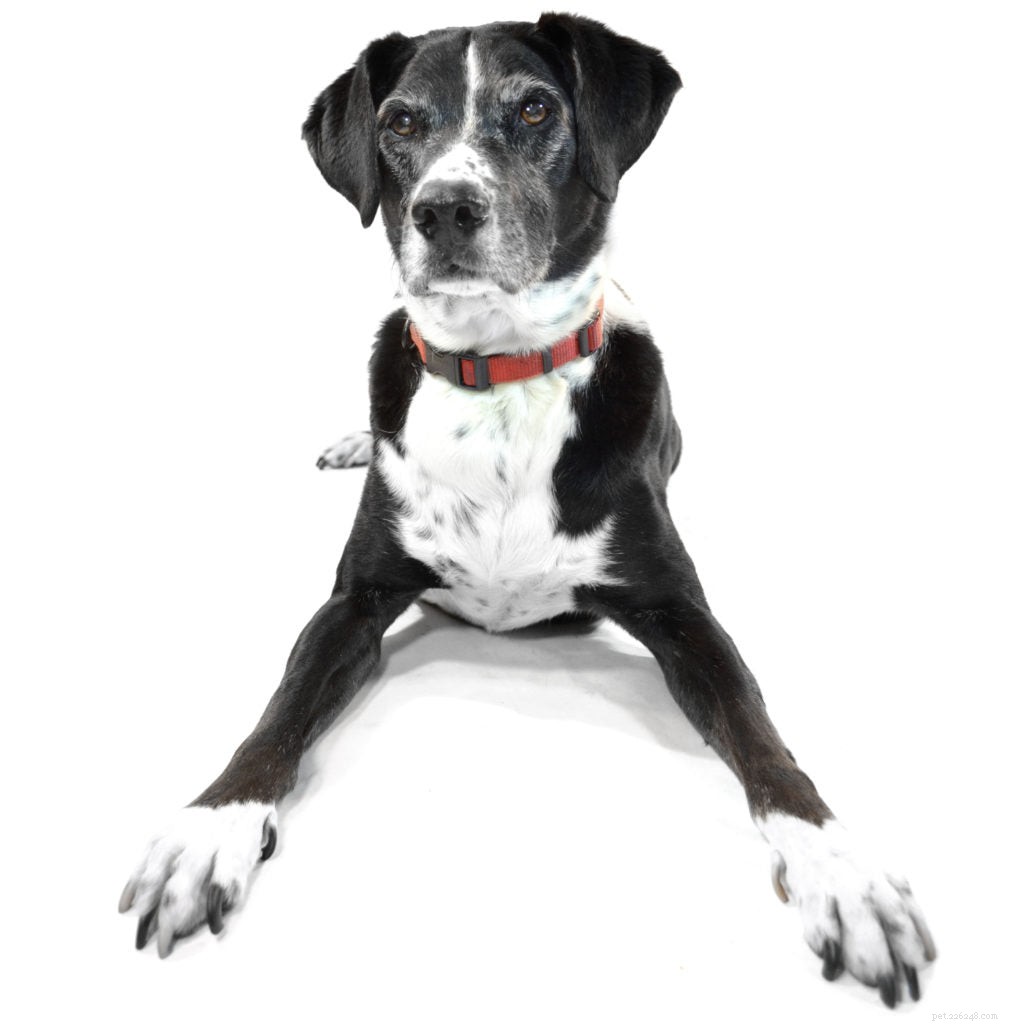 Training Your Dog to Stop Biting Strangers: Effective Techniques & Safety Tips