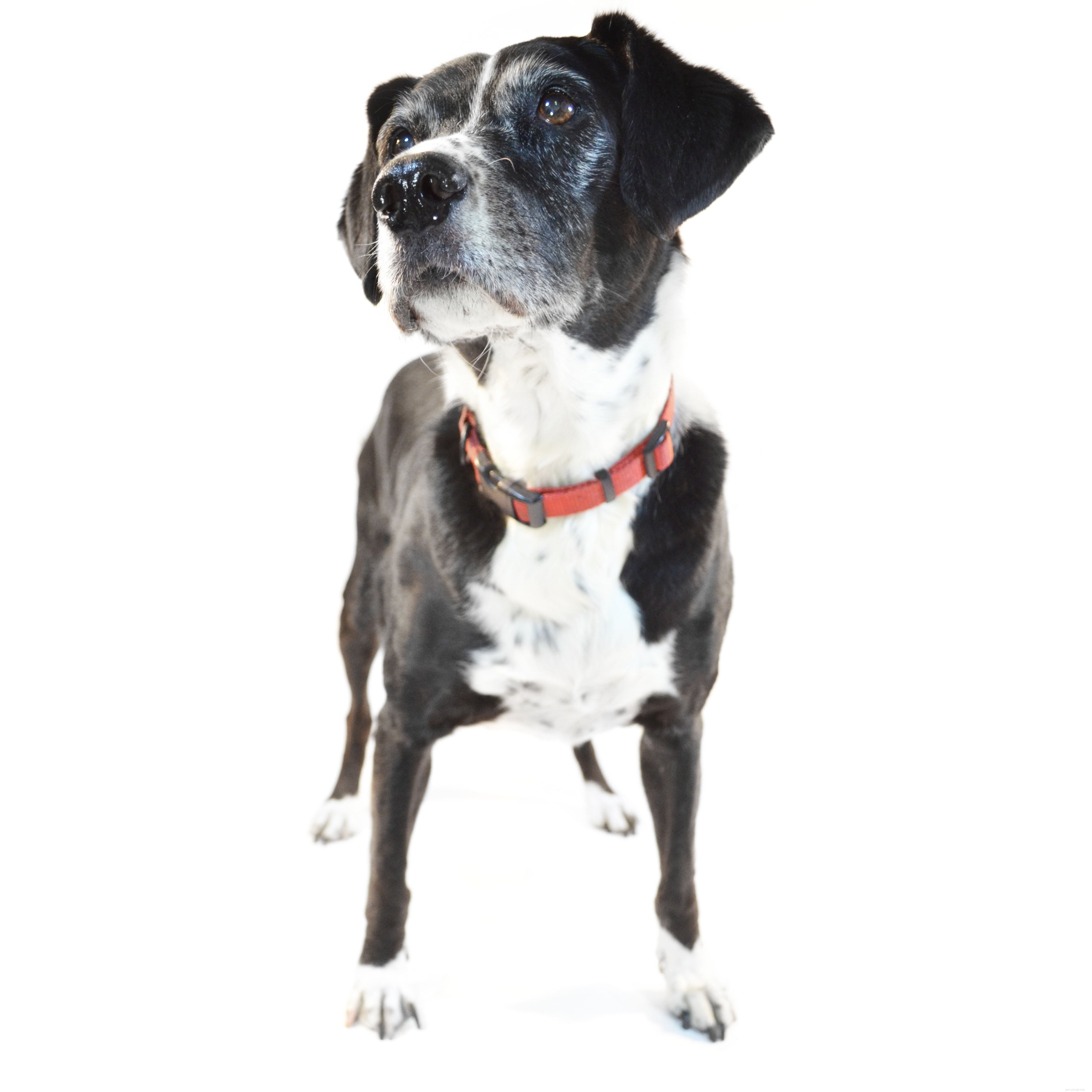 Training Your Dog to Stop Biting Strangers: Effective Techniques & Safety Tips