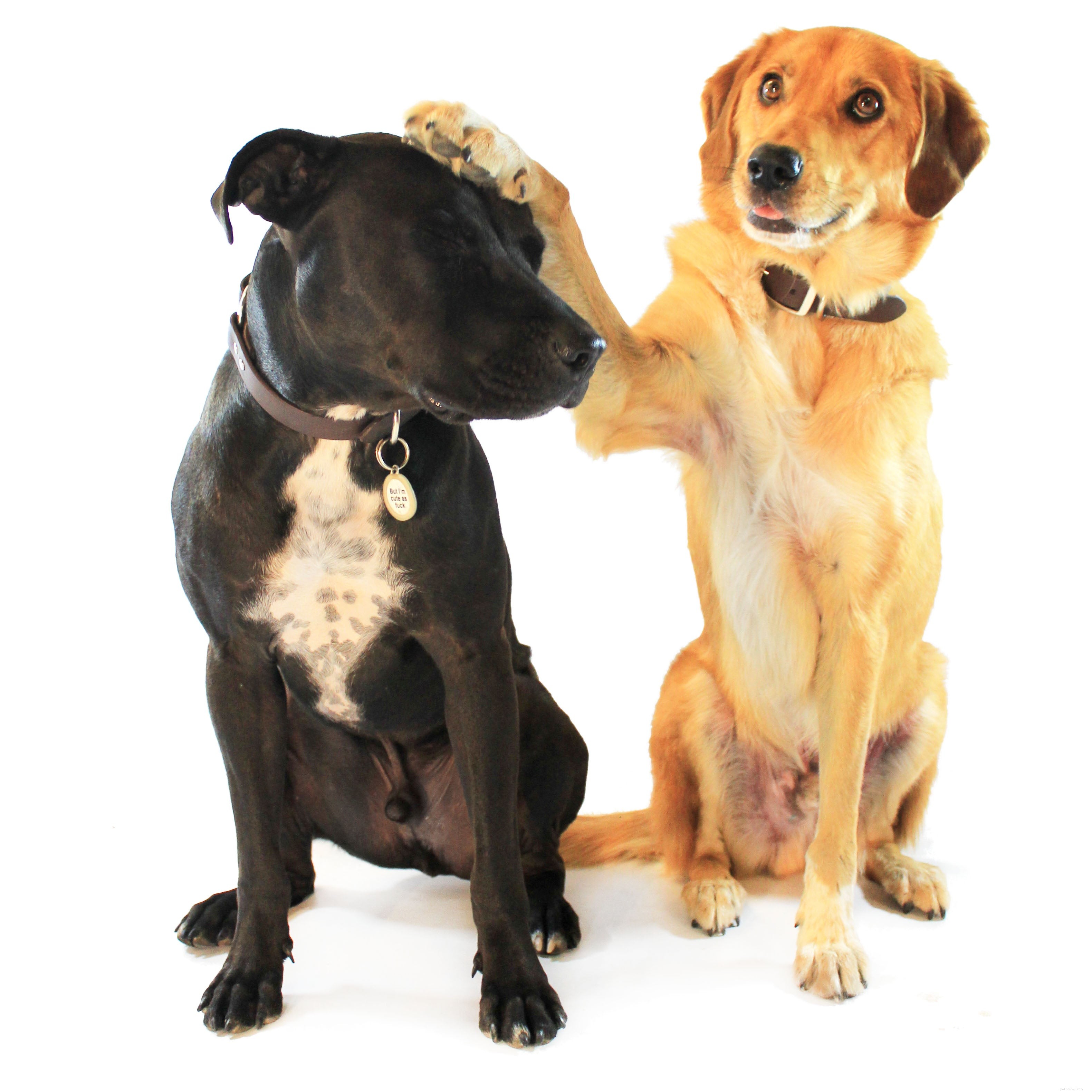 Effective Strategies to Stop Your Dog from Barking at Strangers