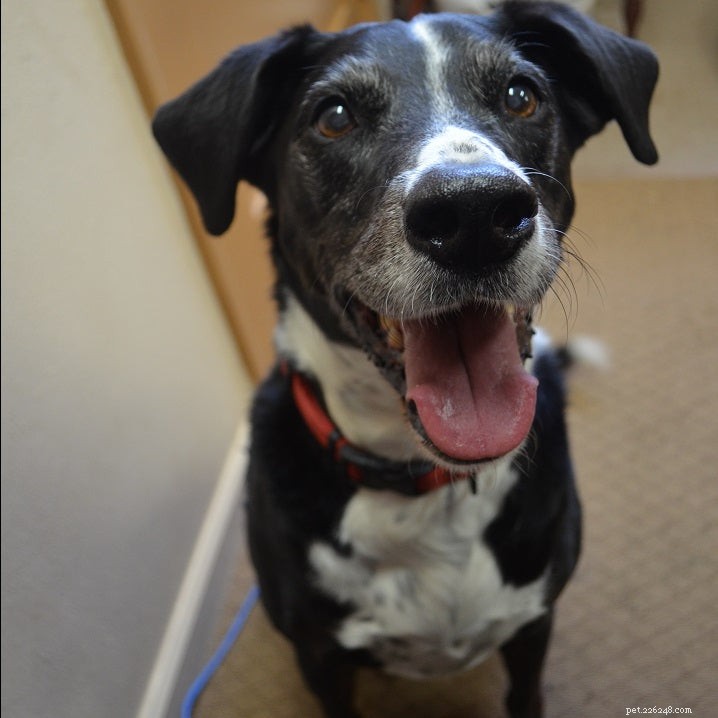 Effective Strategies to Stop Your Dog from Barking at Strangers