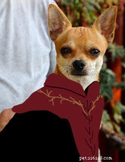 Game of Thrones Characters as Dogs: A Playful Tribute