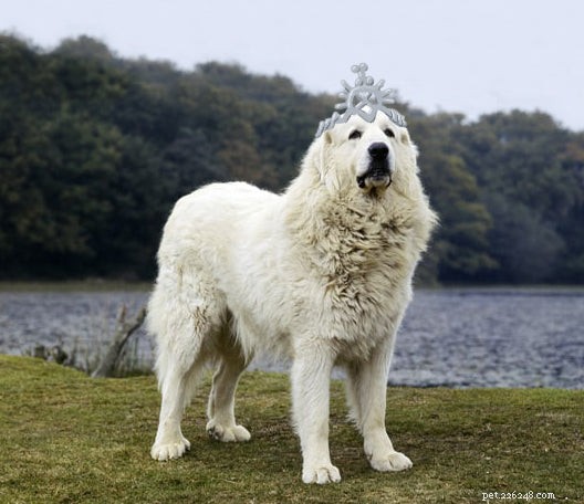 Game of Thrones Characters as Dogs: A Playful Tribute