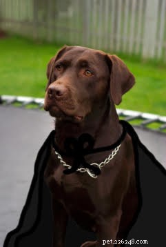 Game of Thrones Characters as Dogs: A Playful Tribute