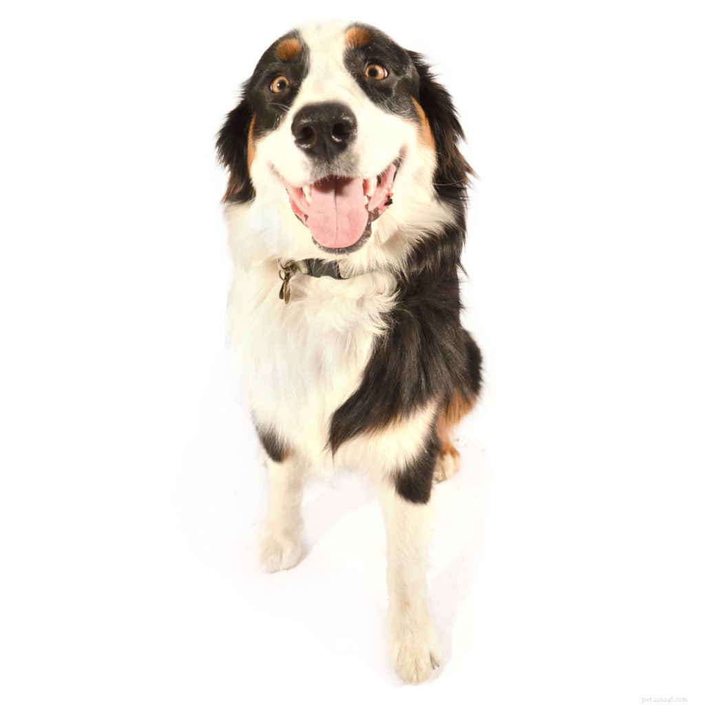 Top Dog Films & TV Shows That Captivate Audiences