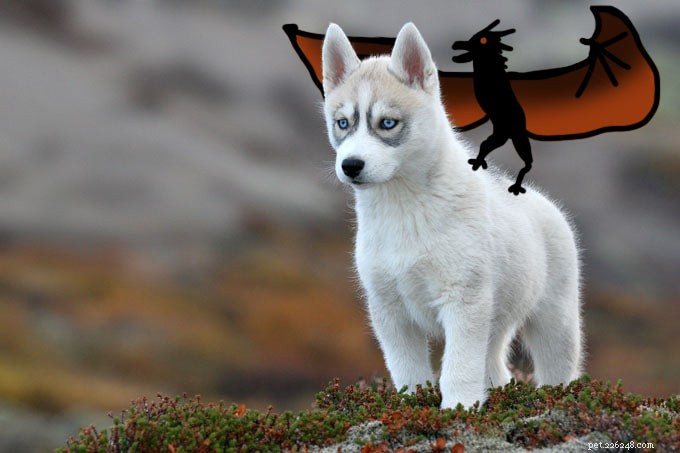 Top Dog Films & TV Shows That Captivate Audiences