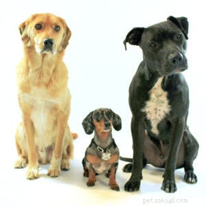Safeguard Your Pets This Independence Day: Expert Tips for a Stress‑Free Celebration