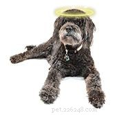 Coping with Pet Loss: Understanding the Grief After Losing a Beloved Companion